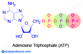 ATP cycle, Role of ATP, Similarity between ATP and rechargable batteries, catabolism, Anabolism, Cyclic inter conversion of ATP and ADP